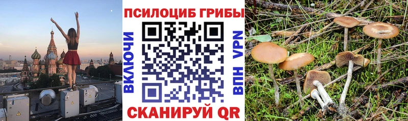 Псилоцибиновые грибы Psilocybe  Купить закладки  Борзя 